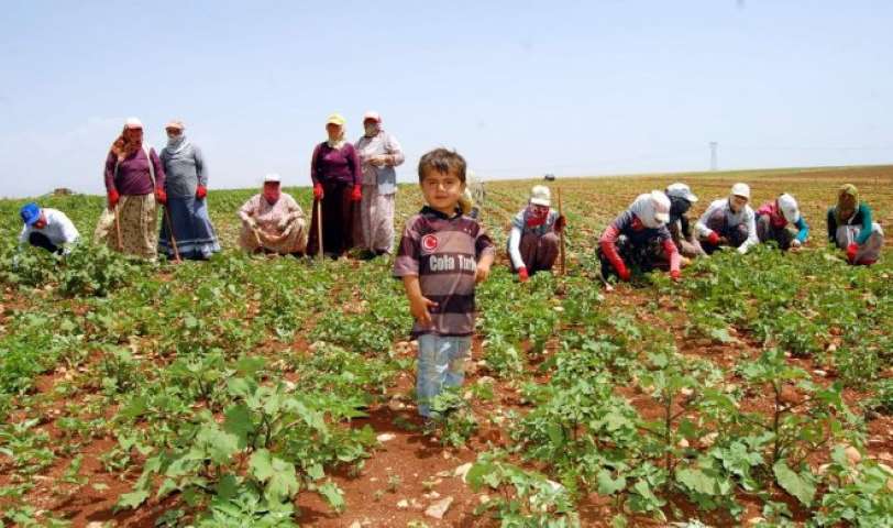 Tarım İşçisinin Günlük Ücreti Yüzde 10,9 Arttı