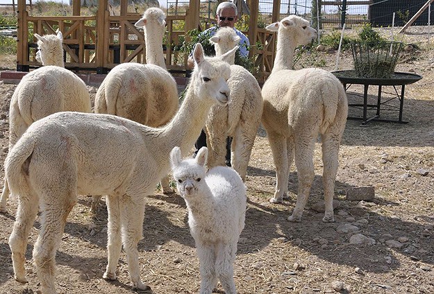 Türkiye'nin İlk Alpakası Doğdu