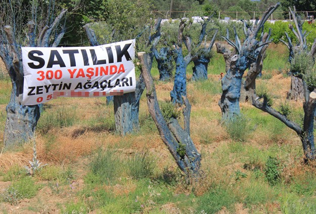 300 Yıllık Zeytin Ağaçları 5 Bin Liraya Alıcı Buluyor